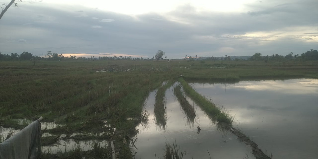 Lahan pertanian warga kampong Krueng Kiran